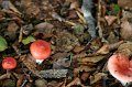 IMG_8800