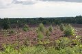 IMG_8806