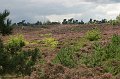 IMG_8819
